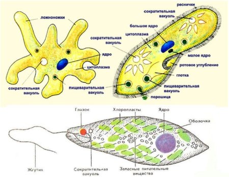 Протисты строение клетки