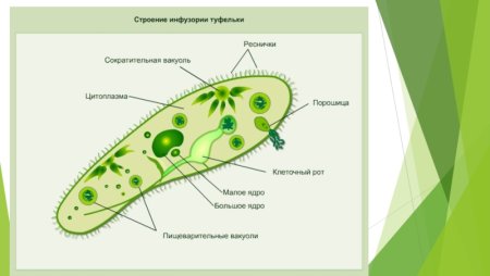 Строение клетки одноклеточных