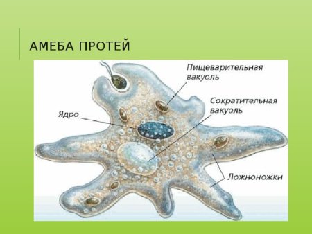 Форма тела амебы Протей