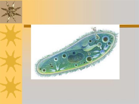 Паразитические одноклеточные животные