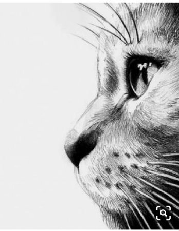 Животные карандашом