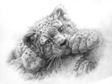 Зарисовки зверей карандашом