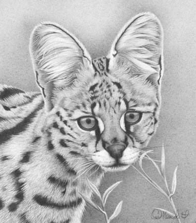 Красивые рисунки