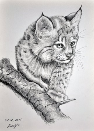 Животные карандашом