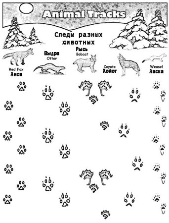 Картинки следы зверей на снегу для детей с названиями (65 фото)