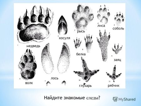 Следы зайца лисы медведя