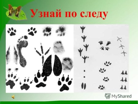 Следы зверей на снегу