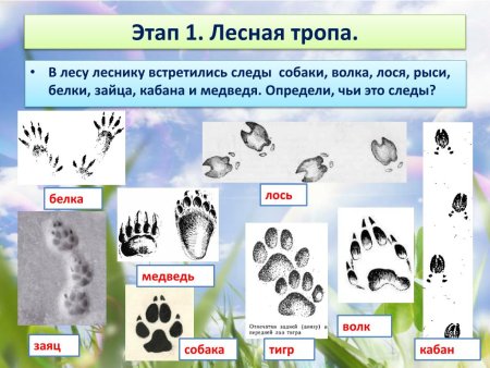 Следы зайца волка белки и лисы