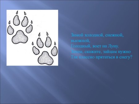 Следы волка зайца медведя лисы