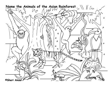 Животные тропических лесов раскраска