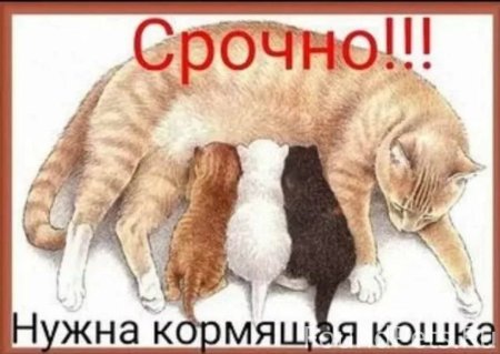 Кошка кормит котят