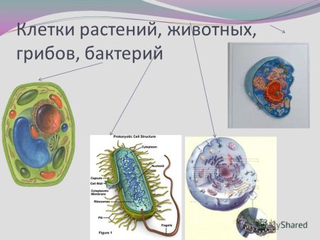 Клетки растений животных грибов и бактерий