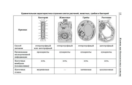 Строение растительной животной и грибной клетки
