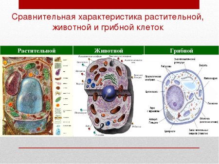 Сравнить строение клетки растений и грибов