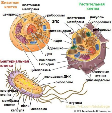 Строение грибной и растительной клетки