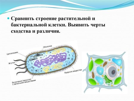 Растительная животная грибная и бактериальная клетки таблица