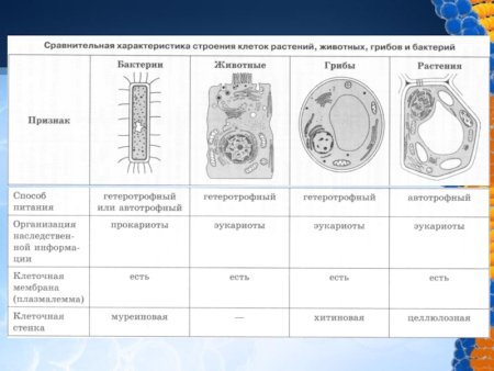 Схема строения бактериальной, растительной и животной клеток