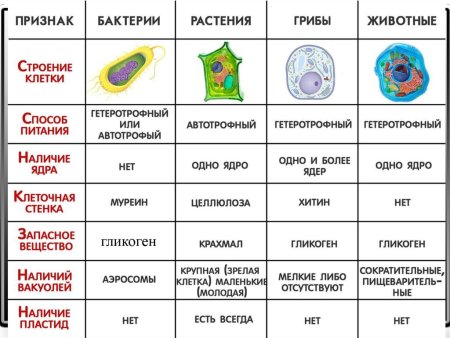 Растительная животная грибная и бактериальная клетки