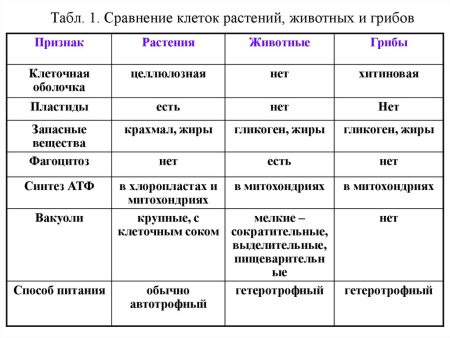 Сравнение клеток грибов растений и животных таблица