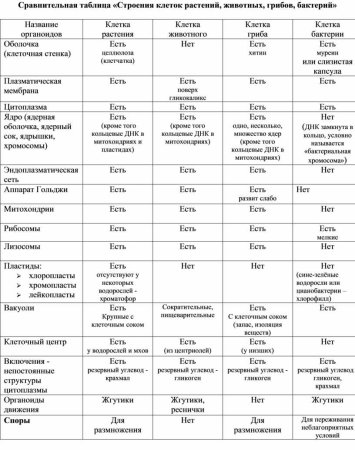 Растительная и бактериальная клетка сходства и различия