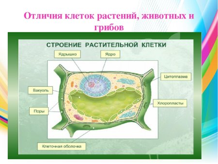 Сравнительная таблица клеток растений животных бактерий грибов