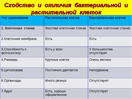 Отличие клеток растений животных и грибов таблица