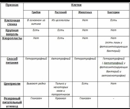 Сравнительная таблица клеток растений животных бактерий грибов