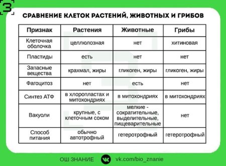 Сравнение клеток грибов растений и животных таблица
