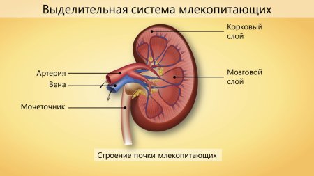 Выделительная система строение почки
