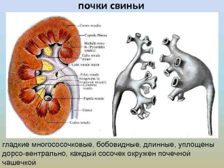 Строение почки свиньи анатомия