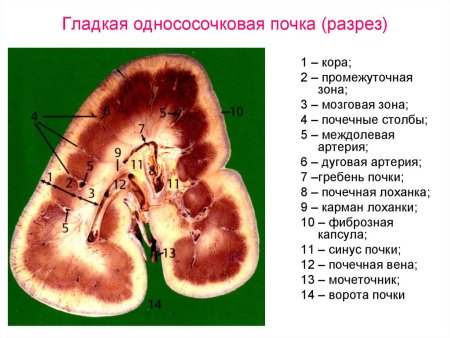 Строение гладкой однососочковой почки