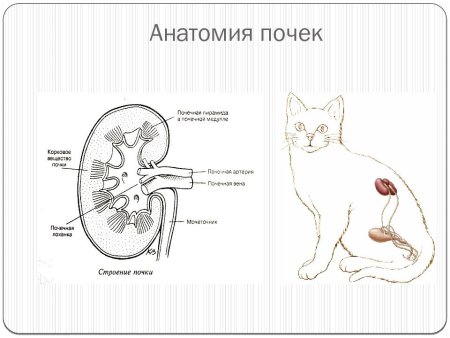 Анатомия мочевыделительной системы у кошек