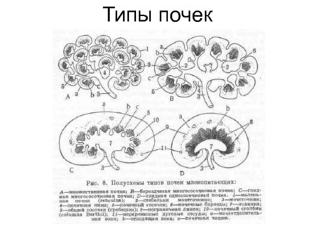 Строение гладкой однососочковой почки