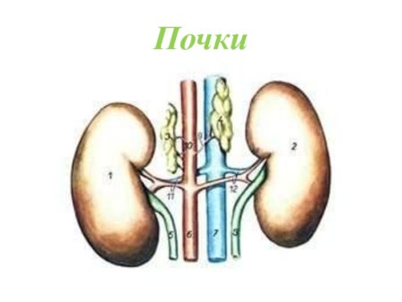 Строение почек млекопитающих