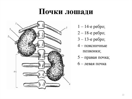 Почки КРС анатомия расположение