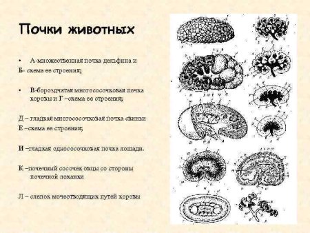 Типы почек у животных анатомия