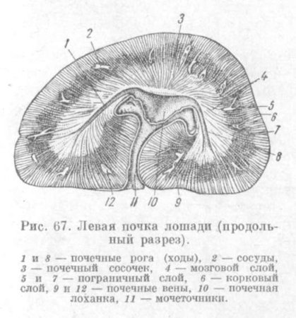 Строение почки КРС