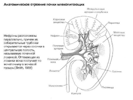 Анатомическое строение почки животных