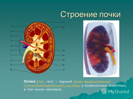 Топография почек КРС