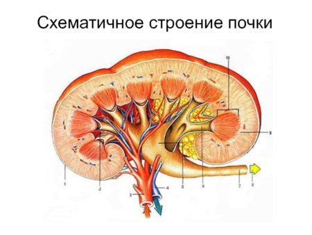 Надпочечники КРС анатомия