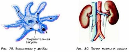 Бороздчатая однососочковая почка