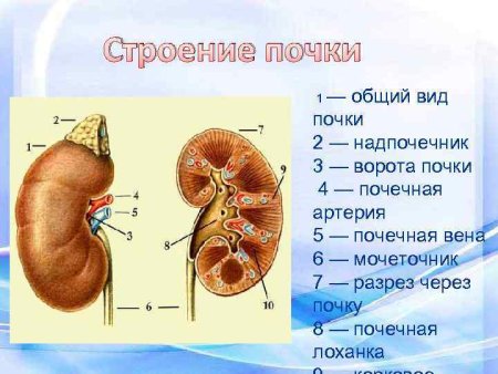Строение почки КРС