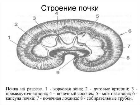 Топография почек у лошади