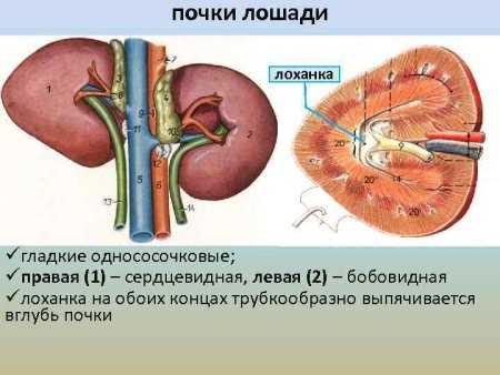 Почки животных анатомия