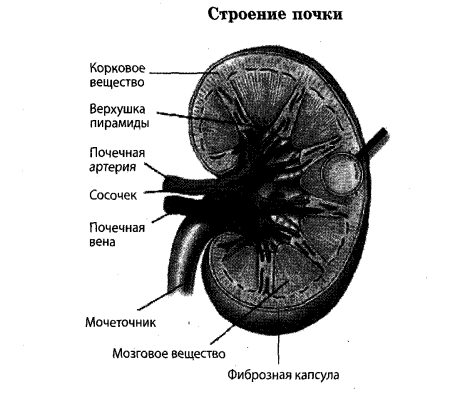 Микроскопическое строение почки анатомия