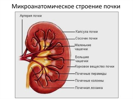 Строение почки человека анатомия