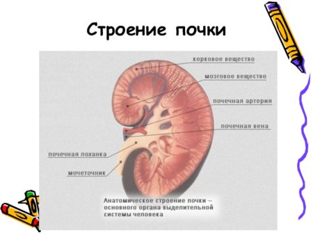 Строение почки КРС