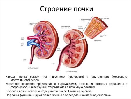 Анатомия почки кошки