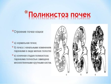 Почки ХПН кошек анатомия