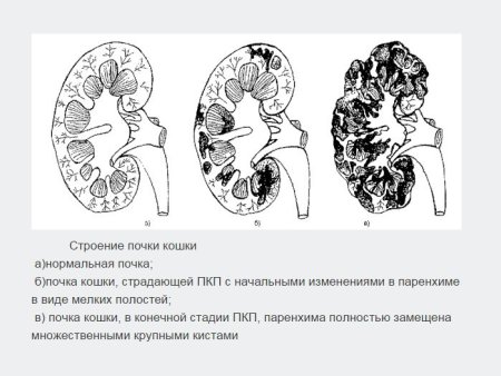 Надпочечники КРС анатомия
